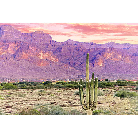 83 Oranges Cactus Sunset Wall Mural