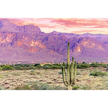 83 Oranges Cactus Sunset Wall Mural